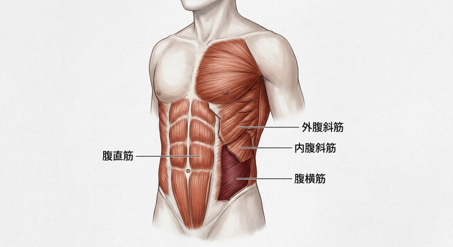 腹直筋は腰痛予防にはならない